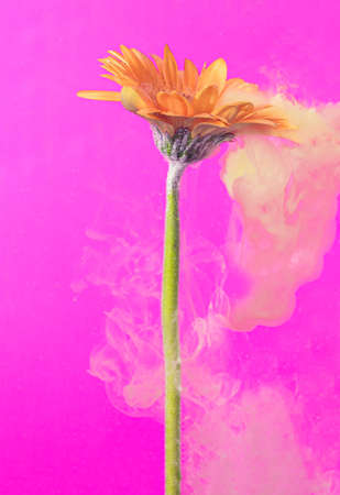 Acrylic yellow paints inside the water on a magenta background. Watercolor style and abstract spring image of orange gerbera daisy flower.の写真素材