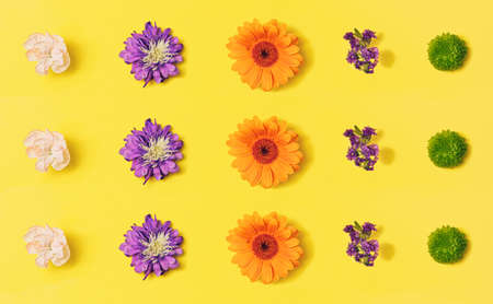 Pattern of colorful natural fresh flowers heads against bright yellow background. Top view.の写真素材