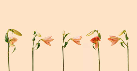 Five fresh natural magnificent blooming pink lily flowers in different directions. Beige background.の写真素材