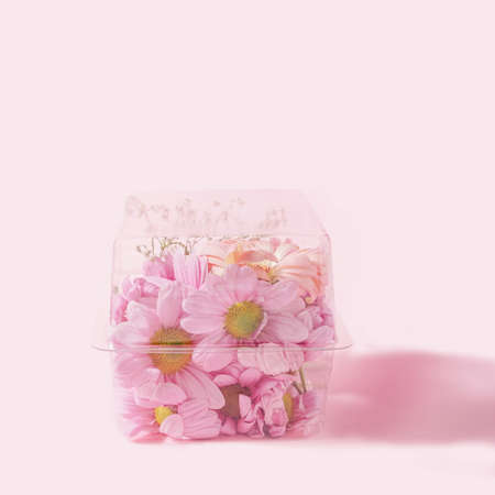 Light purple daisy flowers in recycle plastic box. Lovely pastel pink background.