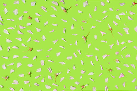 Pattern made of cherry petals with flat lay arrangement on light green background. and