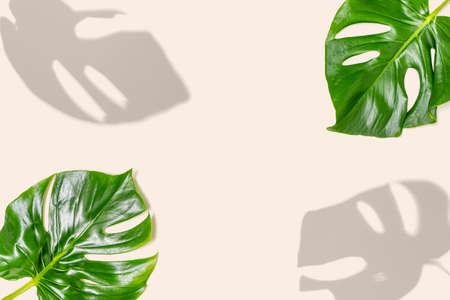 Summer minimal concept. Two natural monstera green leaves with sunny shadows. Creative modern copy...