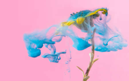 Beautiful abstract underwater flower concept. A single walberton's silver dormouse yellow daisy cover with blue acrylic paints with baby pink backgroundの写真素材