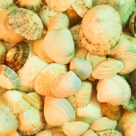 Cyber punk Atlantic coast concept with a lot of different sea shells. Arrangement flat lay on the...