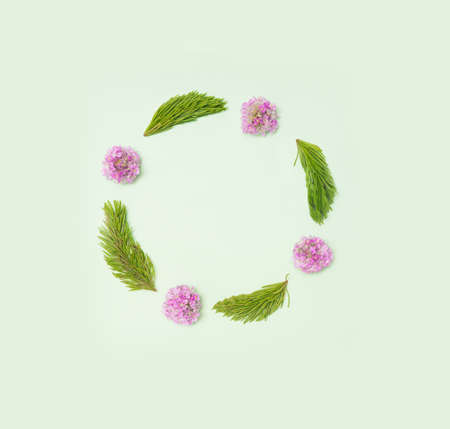Lovely abstract circle made of natural fresh red clover with baby spruce. Minimal arrangement, creative copy space with pastel green background.の写真素材