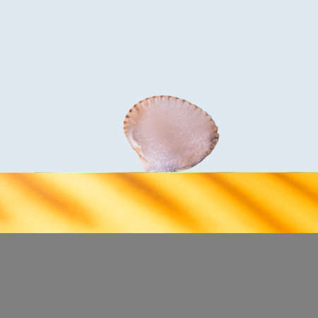 Pearl inside seashell on orange backfround with palm leaf shadow and blue background. Concept for summer vacation.の写真素材