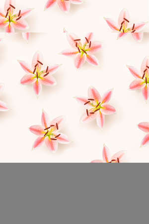 Pattern created from beautiful lovely natural fresh lily blossom flower. Champagne pink color background. Flat lay.の写真素材