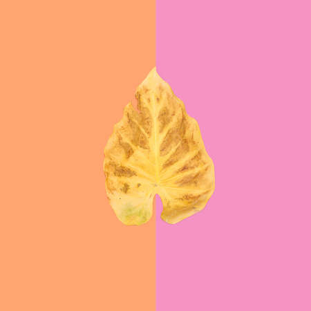 Minimal autumn arrangement of yellow monstera leaf against lovely terracotta and purple background. Flat lay.の写真素材