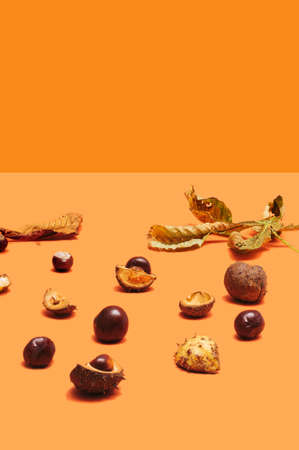 Cosy autumn concept. Many different shape brown chestnuts with plenty long dry matte dull lance shaped leaves. Creative copy space with minimal terracotta background.の写真素材
