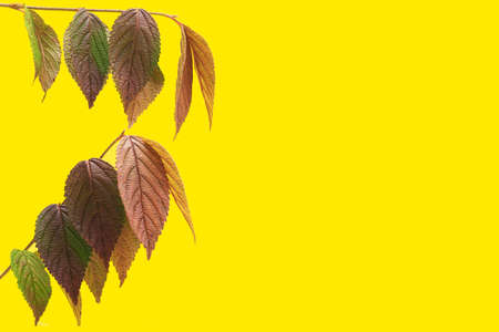 Two natural leaves tree branch at left side. Funky yellow background with creative copy space.の写真素材