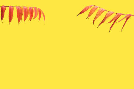 Two vibrant and colorful leaves tree branch. Bright yellow background with creative copy space..の写真素材