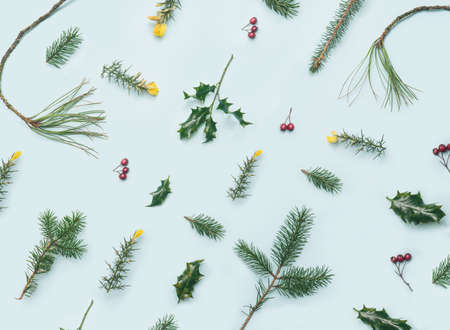 Festive inspired pattern. Few fresh gorse hedging, holly plant, pine branches and red berries nicely arranged. Flat lay against bright blue background.の写真素材