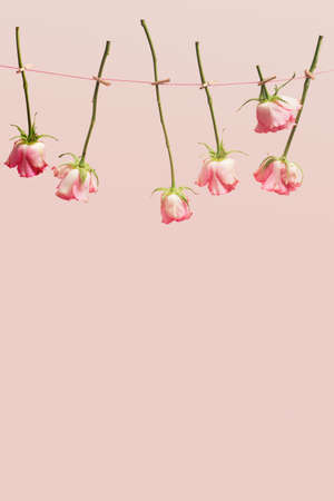 Washing and drying inspired minimal concept with creative copy space below. Sixth fresh roses hanging on the clothesline against baby pink backgroundの写真素材