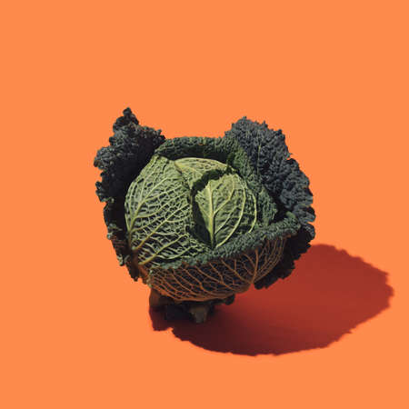 Fresh vegetable minimal concept. Organic savoy Cabbage head against terracotta pastel background