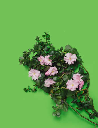 Abstract spring minimal concept. Dosen of cherry blossom flowers with green leaves against a green background. Creative copy space aboveの写真素材