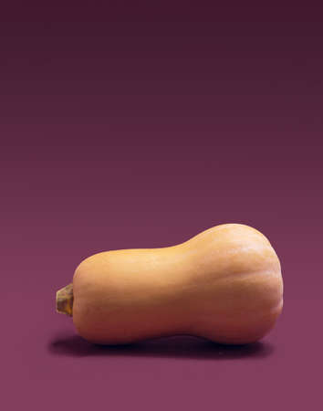 Abstract still life concept. Organic fresh squash against a purple background.の写真素材