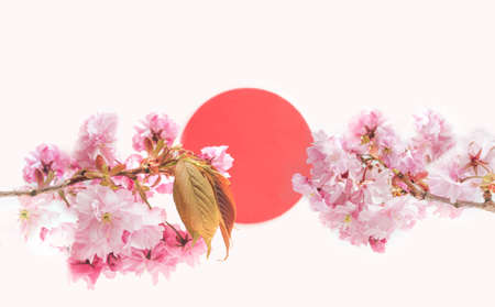 Lovely minimal spring far east concept. Cherry blossomÂ spring branches against white background with a red circle in between.の写真素材