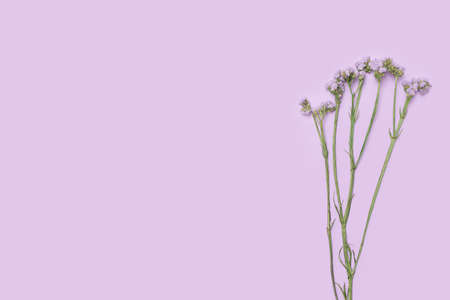 Flat lay arrangment of purple statice flowers on purple backround. Top view with creative copy...