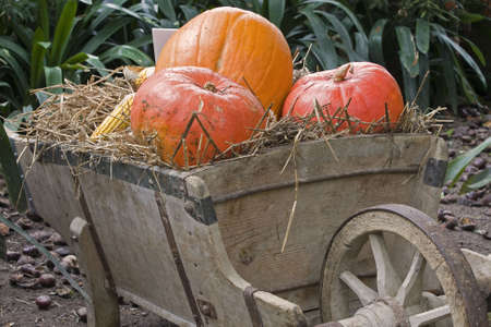 pumpkinの写真素材