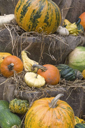 Pumpkin
