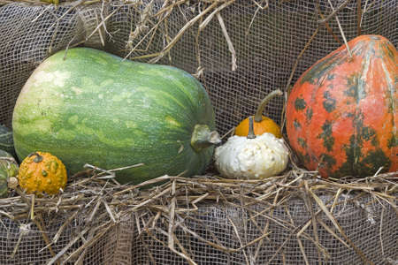 Pumpkin