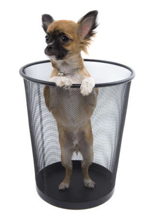 Chihuahuaの写真素材