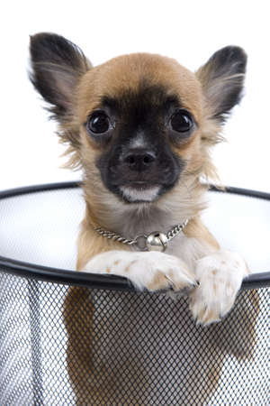 Chihuahuaの写真素材