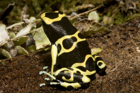 exotic frog