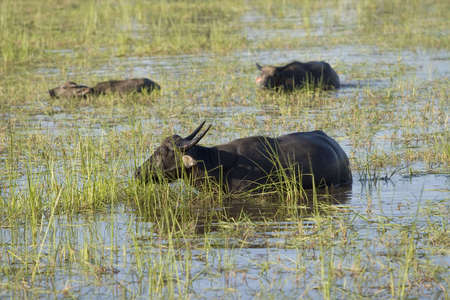 water buffaloの写真素材