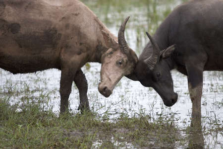 water buffaloの写真素材