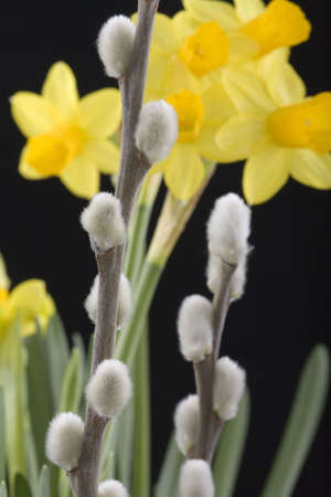 willow catkinの写真素材