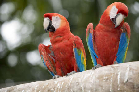 Beautiful parrot in a zoo in Bangkokの写真素材