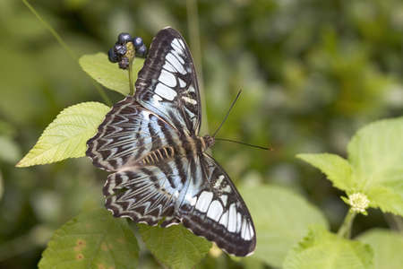 Butterflyの写真素材