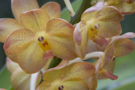 Orchids