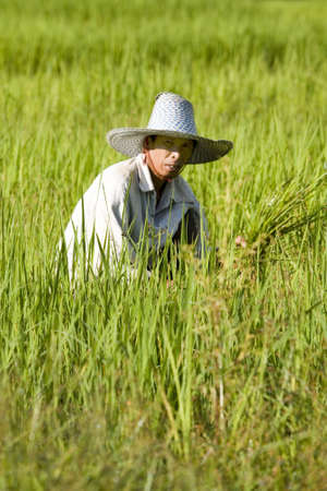 Work on the rice field