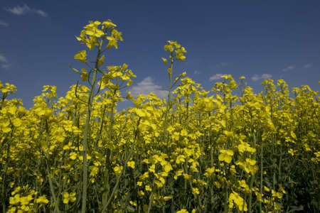 rape field