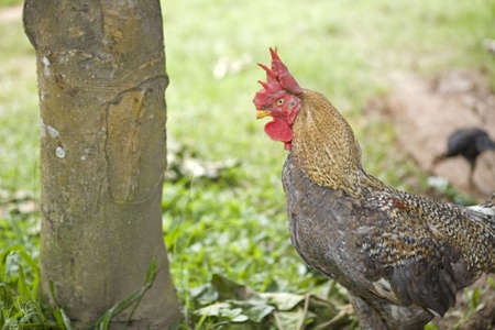 wild chicken with magnificent comb