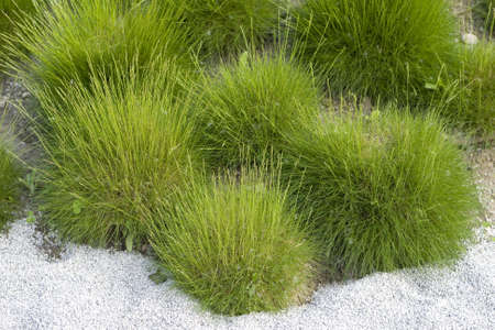 Sand dune with plants in a garden