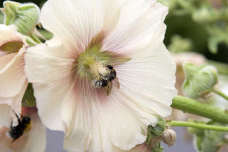 Bumble-bee on hibiscus