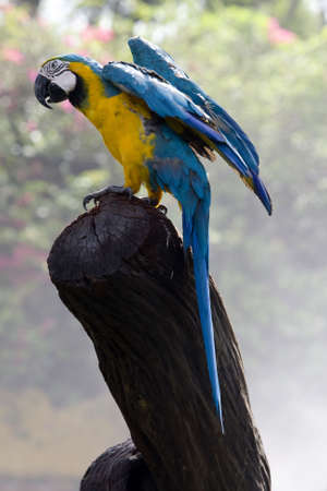 splendid parrot in the wildernessの写真素材