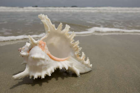 Mussel on the beach on the sandy groundの写真素材