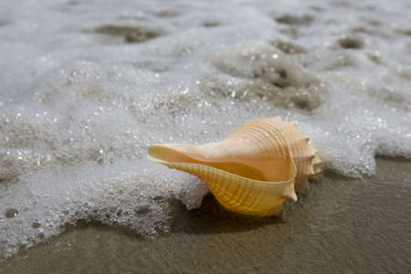 Mussel on the beach on the sandy ground