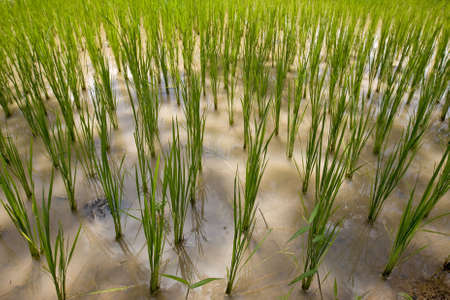 Rice field in Asiaの写真素材