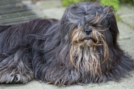 Dog with long hairの写真素材