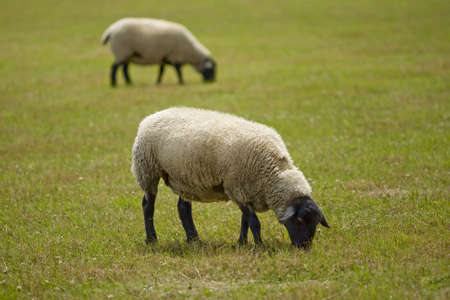 sheep on a meadowの写真素材