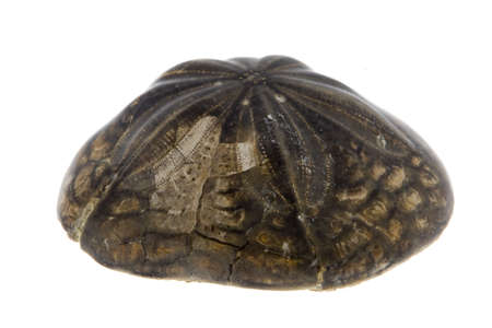 fossilの写真素材