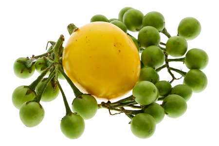 Aubergineの写真素材