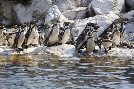 Group of penguinsの写真素材