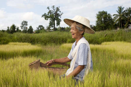 old Asian woman at the paddy-fieldの写真素材