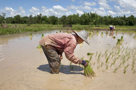 Asian woman in the rice field, Thailandの写真素材